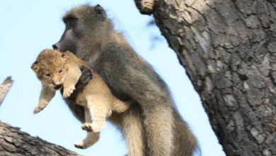 -como-en-el-rey-leon